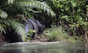 javan-rhino-at-cigenter-river