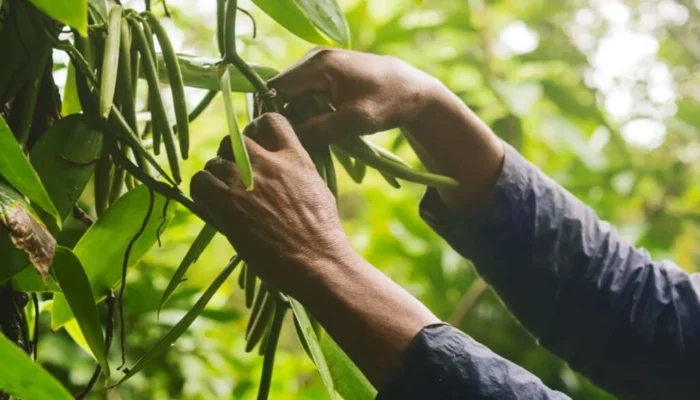 Harvesting Vanilla harvesting vanilla